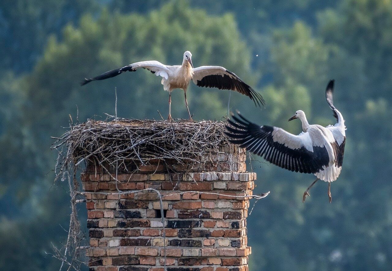 Bird nest in chimney